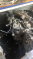 SSANGYONG REXTON ÇIKMA ORJİNAL MOTOR -X14042025-1278