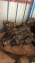 DAİHATSU TERİOS 1.3 ARAZİ ÇIKMA ŞANZUMAN