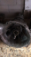 NİSSAN PİCKUP D22 4*4 ŞANZUMAN